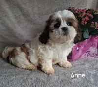 Anne, a female Shichon for sale in Mount Pleasant, MI – 2 of 3