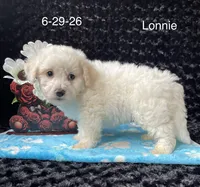 Lonnie, a male Bichon Frise for sale in Mount Pleasant, MI – 2 of 3