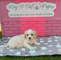Acorn, a male Cavachon for sale in Mount Pleasant, MI – 4 of 4