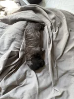 Precious, a male Shih Tzu for sale in Titusville, FL – Photo 2 of 2