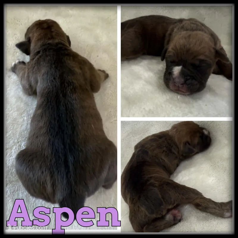 Aspen – Olde English Bulldogge puppy for sale in Breckenridge, MI
