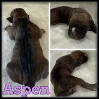 Aspen, a female Olde English Bulldogge for sale in Breckenridge, MI – 1 of 1