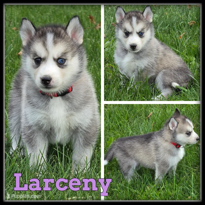 Larceny – Siberian Husky puppy for sale in Breckenridge, MI