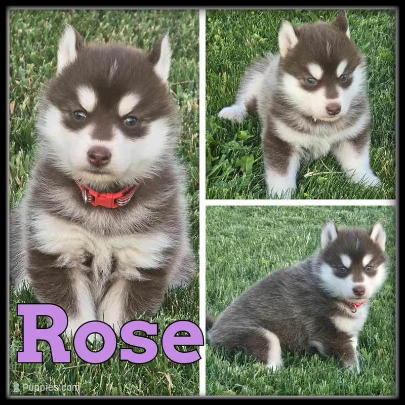 Rose – Siberian Husky puppy for sale in Breckenridge, MI