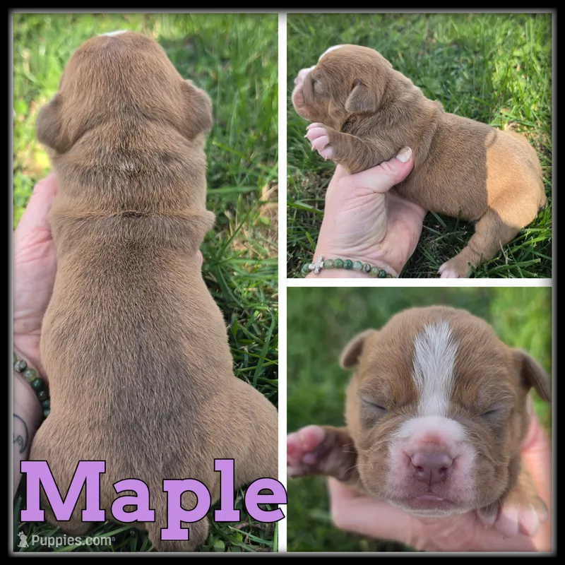 Maple – Olde English Bulldogge puppy for sale in Breckenridge, MI