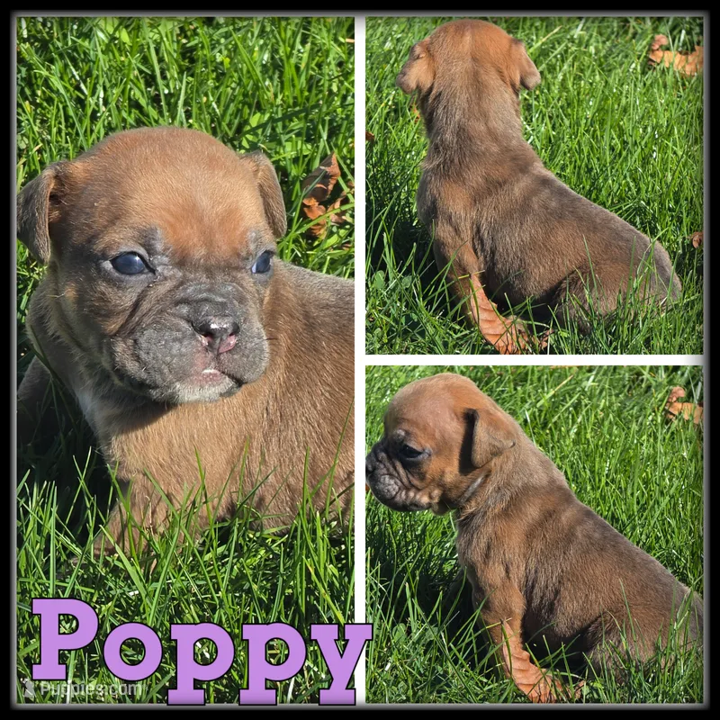 Poppy – Olde English Bulldogge puppy for sale in Breckenridge, MI
