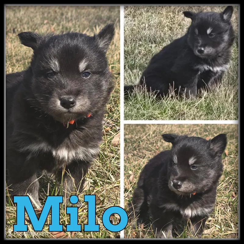 Milo – Siberian Husky puppy for sale in Breckenridge, MI