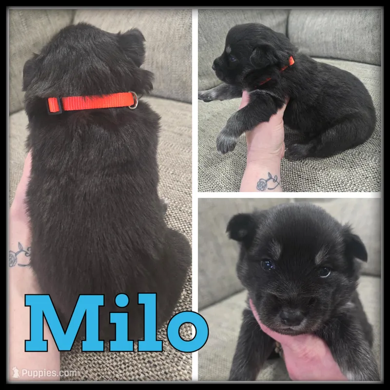 Milo – Siberian Husky puppy for sale in Breckenridge, MI