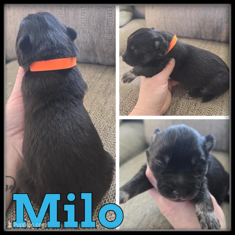 Milo, a male Siberian Husky for sale in Breckenridge, MI – Photo 1 of 1