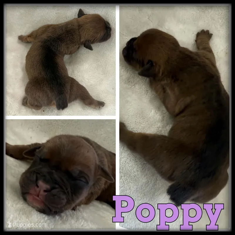 Poppy – Olde English Bulldogge puppy for sale in Breckenridge, MI