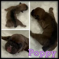Poppy, a female Olde English Bulldogge for sale in Breckenridge, MI – 1 of 1