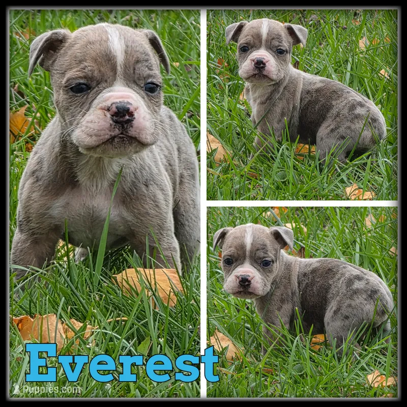 Everest – Olde English Bulldogge puppy for sale in Breckenridge, MI