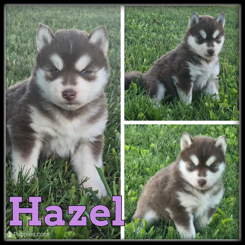 Hazel – Siberian Husky puppy for sale in Breckenridge, MI