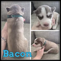 processed/880bad42-3891-4fb8-a1aa-f4a90f477ae5/listing/0e73a915-b221-4510-99e1-43d61f7402bd/2d35200e-7e0d-4305-b6b0-df33fd39fd08