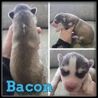 processed/880bad42-3891-4fb8-a1aa-f4a90f477ae5/listing/0e73a915-b221-4510-99e1-43d61f7402bd/34c3763b-c509-437a-9f26-d33a5fbbb3db