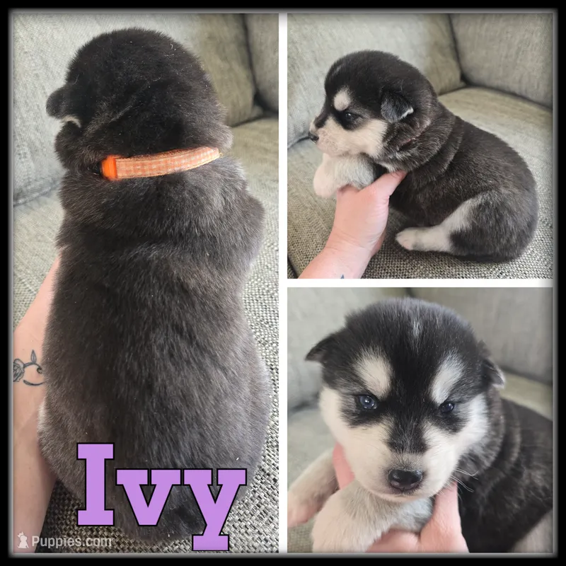 Ivy – Siberian Husky puppy for sale in Breckenridge, MI
