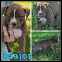 Major, a male Olde English Bulldogge for sale in Breckenridge, MI – 2 of 7
