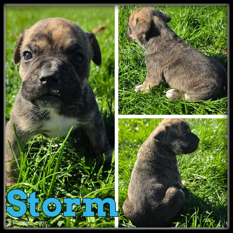 Storm – Olde English Bulldogge puppy for sale in Breckenridge, MI
