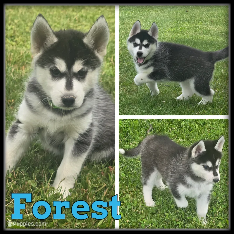 Forest – Siberian Husky puppy for sale in Breckenridge, MI