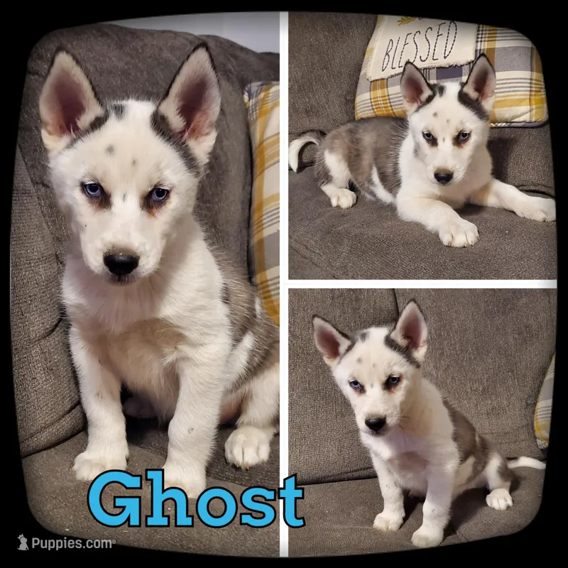 Ghost, a male Siberian Husky for sale in Breckenridge, MI – Photo 1 of 2