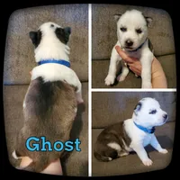 Ghost, a male Siberian Husky for sale in Breckenridge, MI – Photo 2 of 2