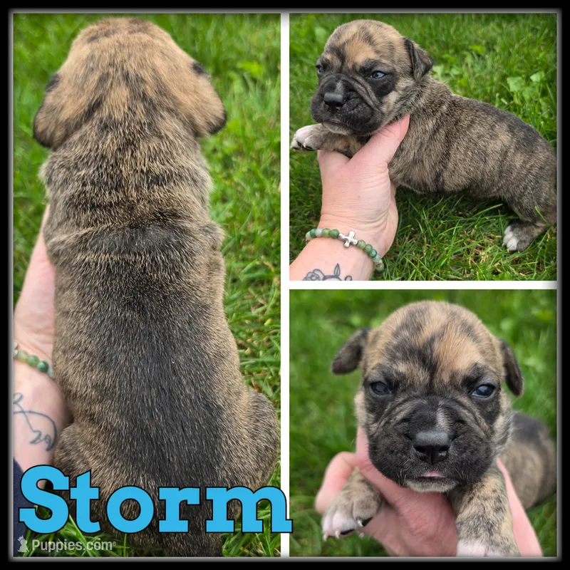 Storm – Olde English Bulldogge puppy for sale in Breckenridge, MI