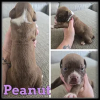 Peanut, a female Olde English Bulldogge for sale in Breckenridge, MI – 2 of 7