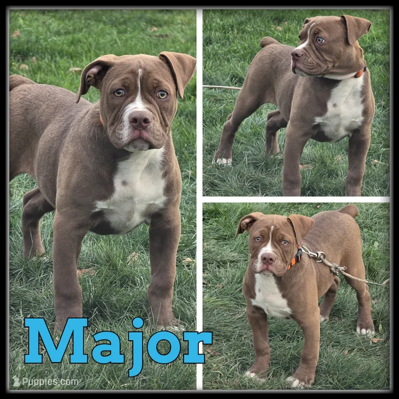 Major – Olde English Bulldogge puppy for sale in Breckenridge, MI