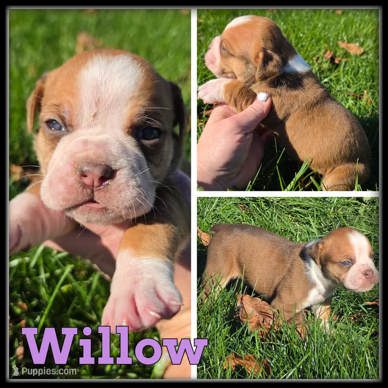 Willow – Olde English Bulldogge puppy for sale in Breckenridge, MI