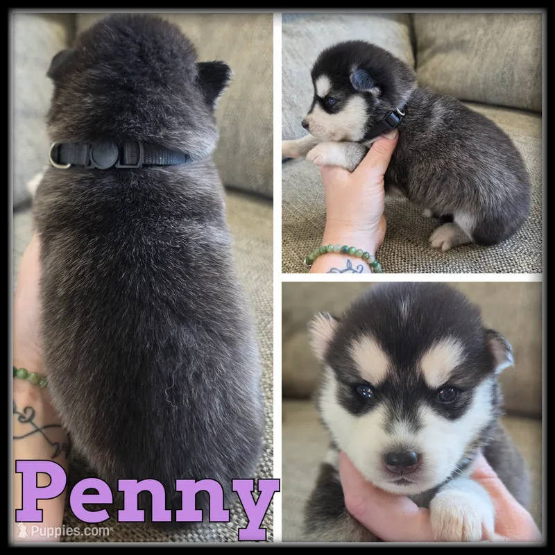 Penny – Siberian Husky puppy for sale in Breckenridge, MI
