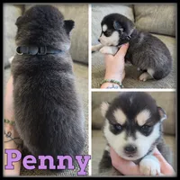 Penny, a female Siberian Husky for sale in Breckenridge, MI – 1 of 1