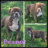 Peanut, a female Olde English Bulldogge for sale in Breckenridge, MI – 5 of 7