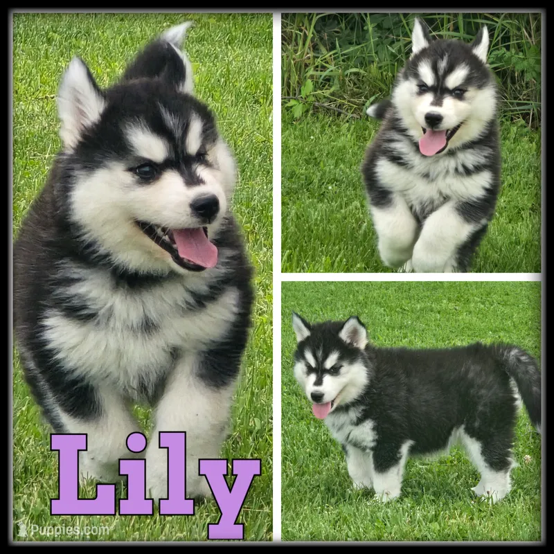 Lily – Siberian Husky puppy for sale in Breckenridge, MI