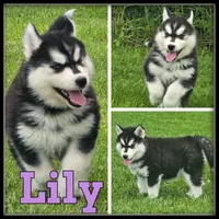 Lily, a female Siberian Husky for sale in Breckenridge, MI – 1 of 7