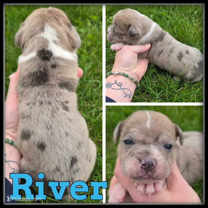 River – Olde English Bulldogge puppy for sale in Breckenridge, MI