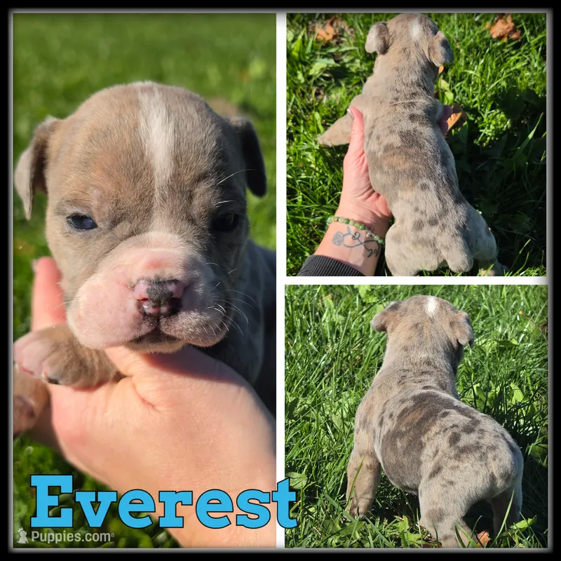 Everest – Olde English Bulldogge puppy for sale in Breckenridge, MI