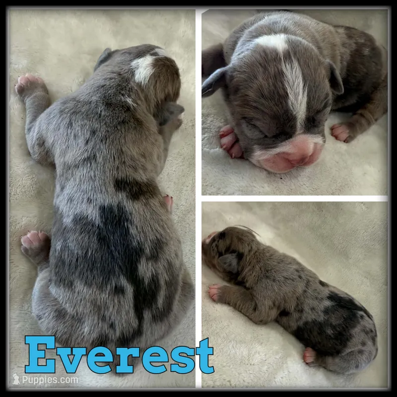 Everest – Olde English Bulldogge puppy for sale in Breckenridge, MI