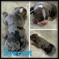 Everest, a male Olde English Bulldogge for sale in Breckenridge, MI – 1 of 1