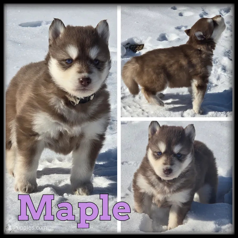 Maple
