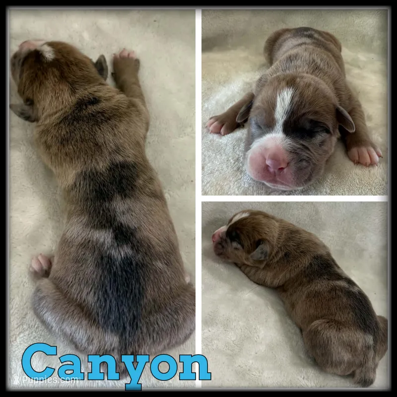 Canyon – Olde English Bulldogge puppy for sale in Breckenridge, MI