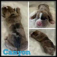 Canyon, a male Olde English Bulldogge for sale in Breckenridge, MI – 1 of 1