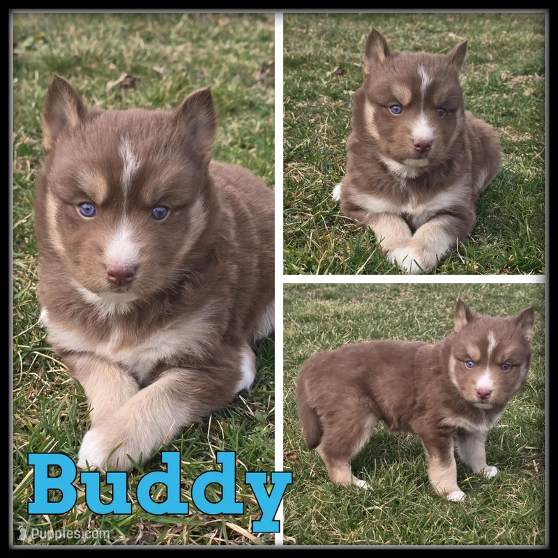 Buddy – Siberian Husky puppy for sale in Breckenridge, MI