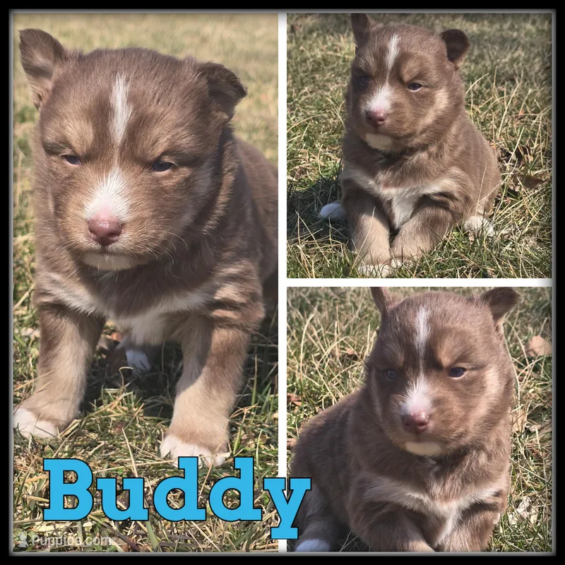 Buddy – Siberian Husky puppy for sale in Breckenridge, MI