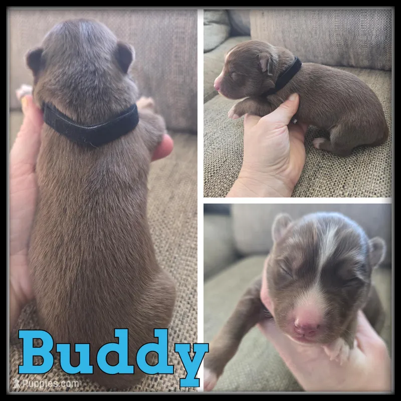 Buddy, a male Siberian Husky for sale in Breckenridge, MI – Photo 1 of 1