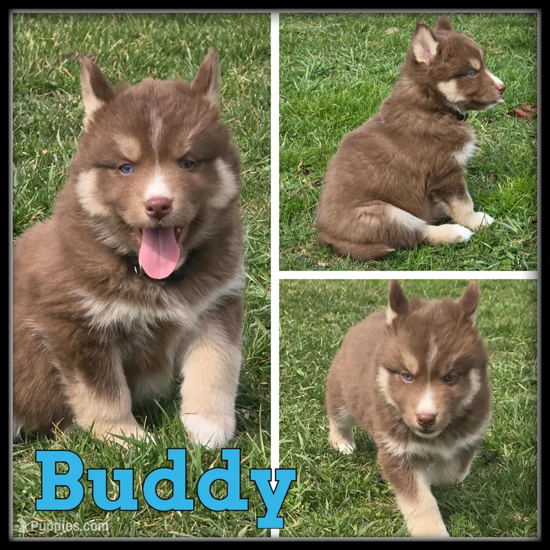 Buddy – Siberian Husky puppy for sale in Breckenridge, MI