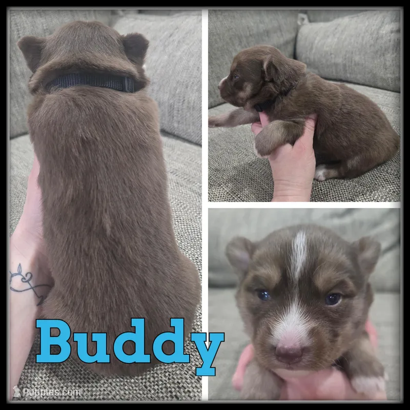 Buddy – Siberian Husky puppy for sale in Breckenridge, MI