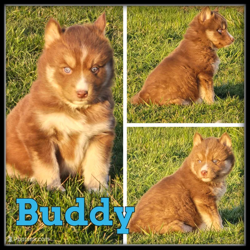 Buddy – Siberian Husky puppy for sale in Breckenridge, MI