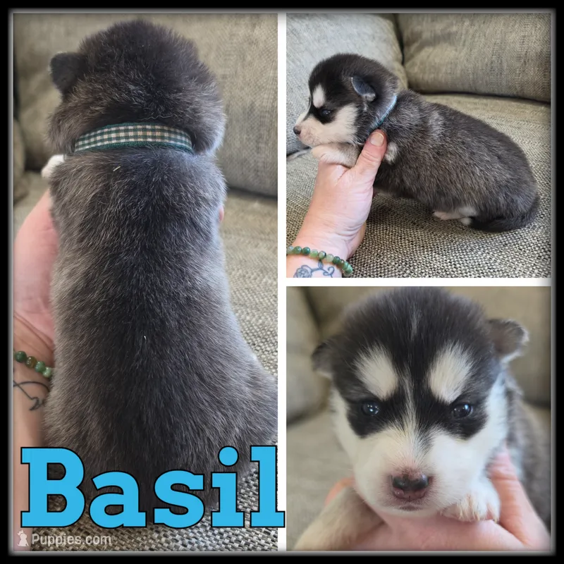 Basil – Siberian Husky puppy for sale in Breckenridge, MI