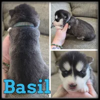 Basil, a male Siberian Husky for sale in Breckenridge, MI – 1 of 1