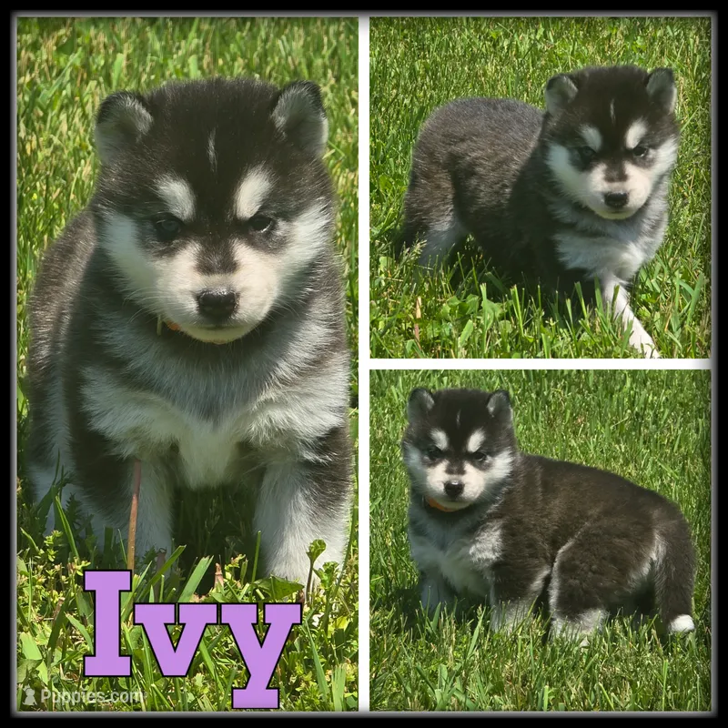 Ivy – Siberian Husky puppy for sale in Breckenridge, MI